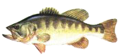 Black Bass