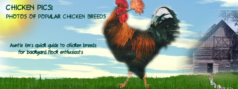 Chicken Pics: Photos of Popular Chicken Breeds (and all things Chicken!)