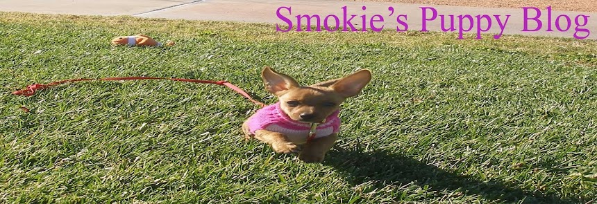 Smokie's Puppy Page