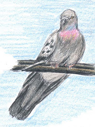 birds wire drawing corner around