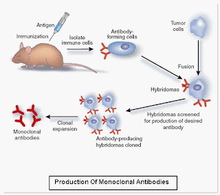 monoclonal antibodies produce dengue virus plants against help antibody
