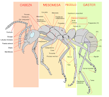anatomia