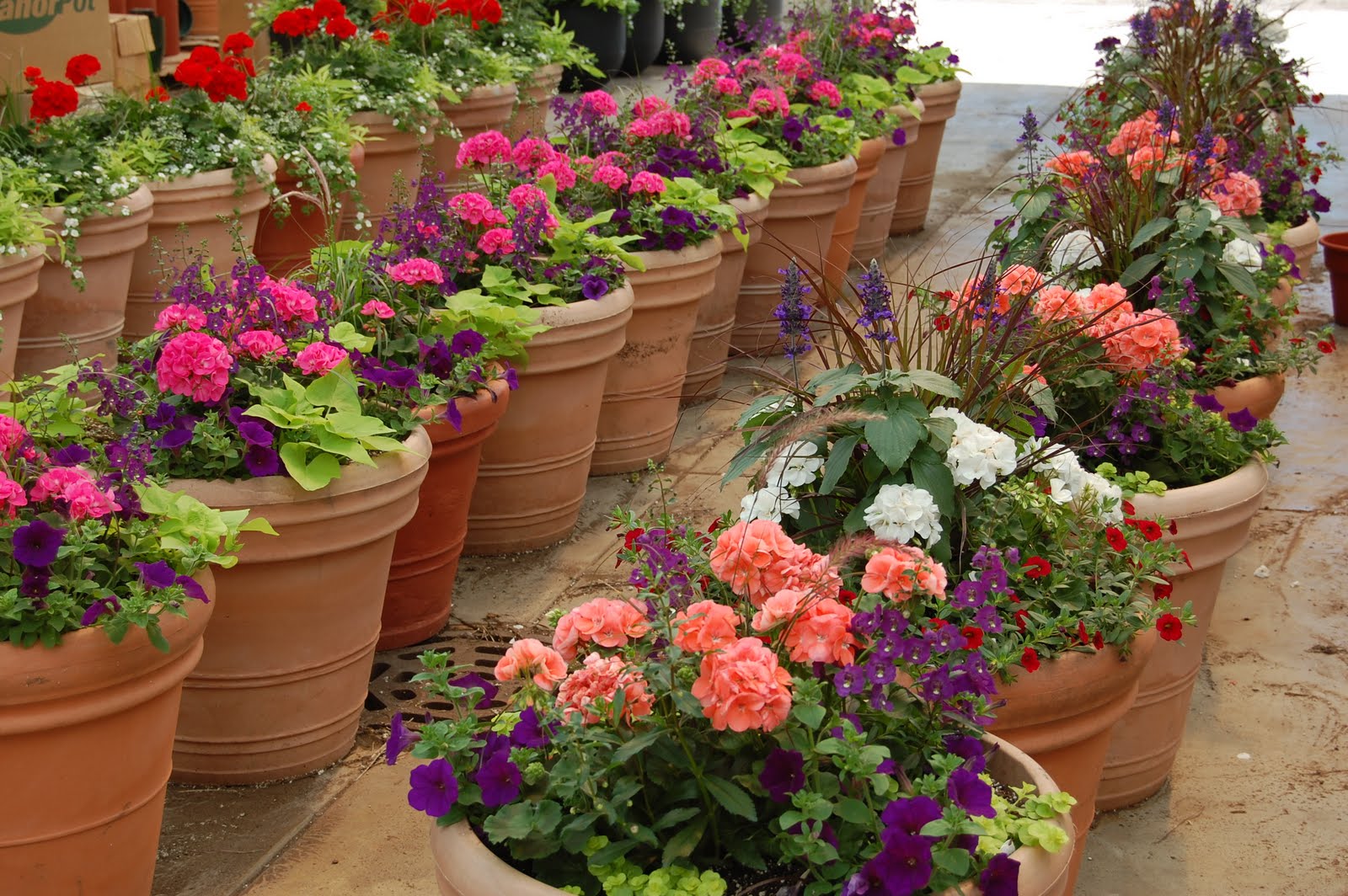 Schaefer Greenhouses How To Plant  a Patio Pot  Container 