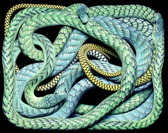Amaizing Animal Facts: Blue snake blue snake most dangerous
