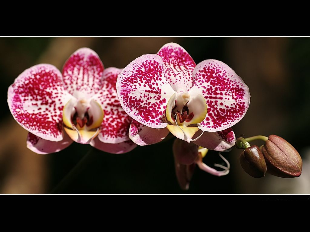 Bon Anniversaire Orchidée / BON ANNIVERSAIRE ISABELLE