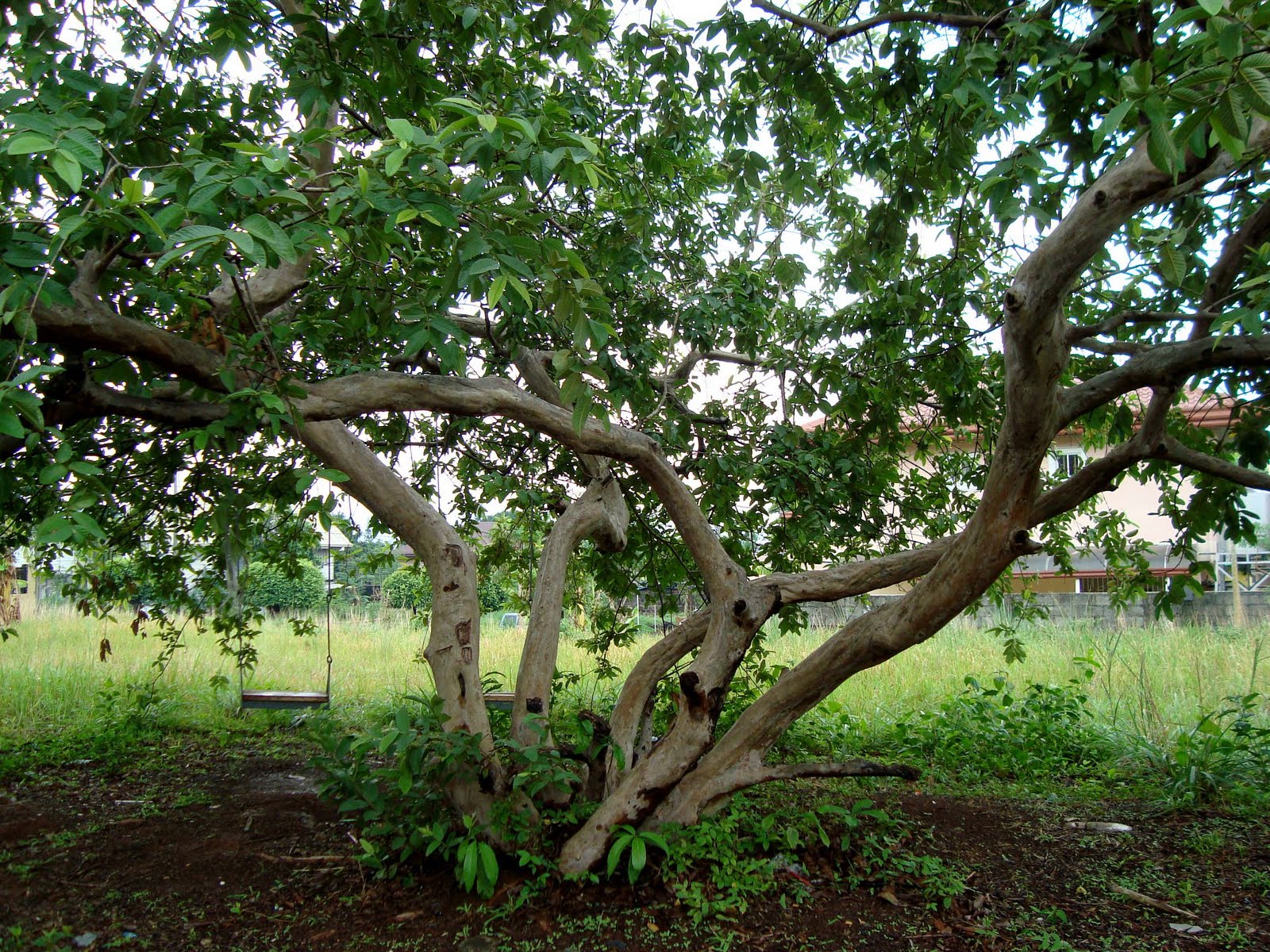 Living with Nature School on Blog by Dr. Abercio V. Rotor Guava Tree