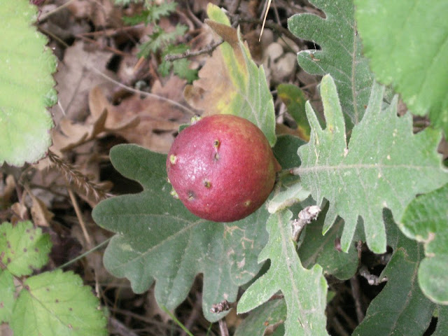 BIERZO NATURA: EL ROBLE UN REGENERADOR DE VIDA