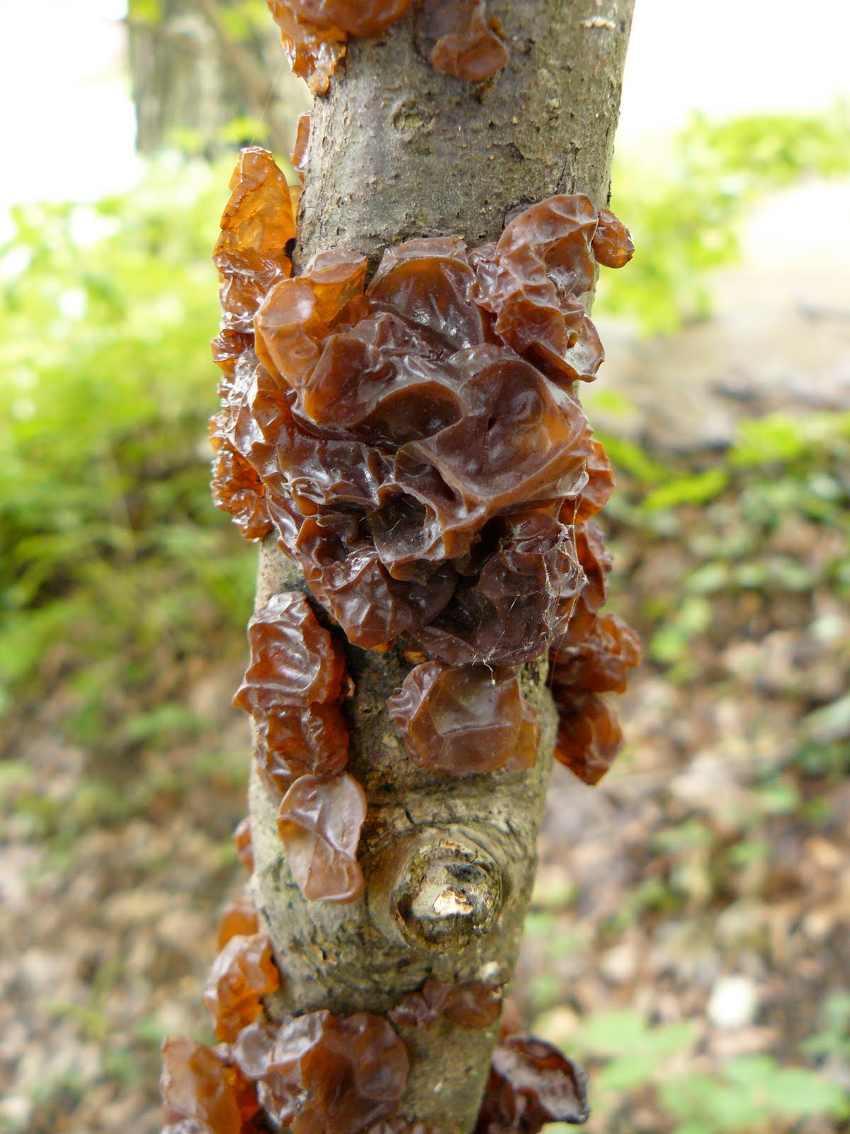 Mushroomer A Jelly Mushroom