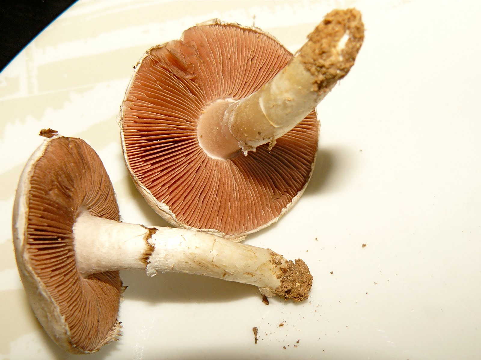 Mushroomer Agaricus campestris (Meadow Mushroom)