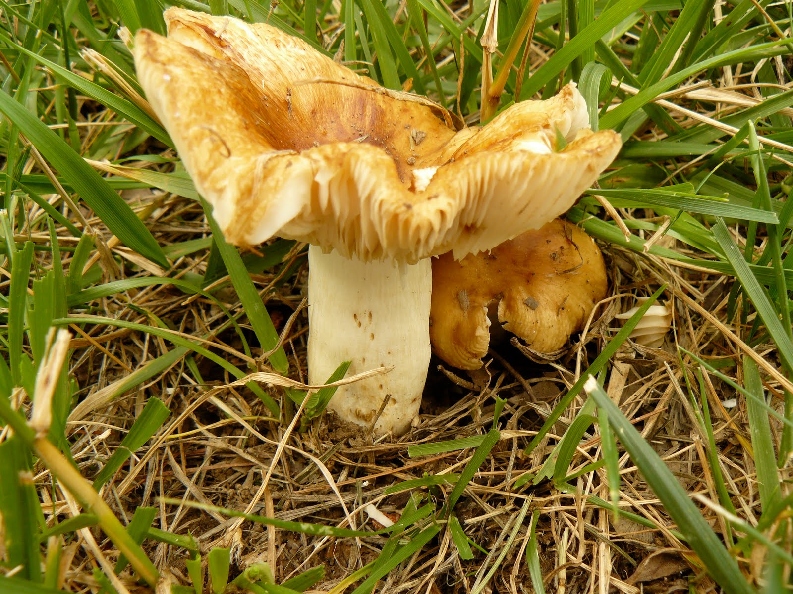 Съедобные пластинчатые грибы валуй. Грибы бычки валуи. Валуй (гриб). Грибы бычки валуи. Валуи и сыроежки.