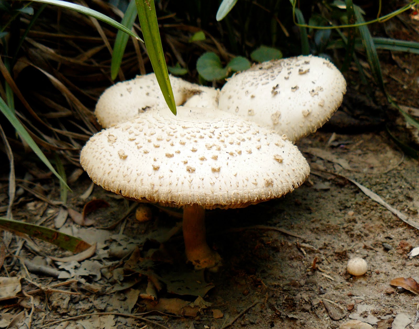 Mushroomer Summer Mushrooms