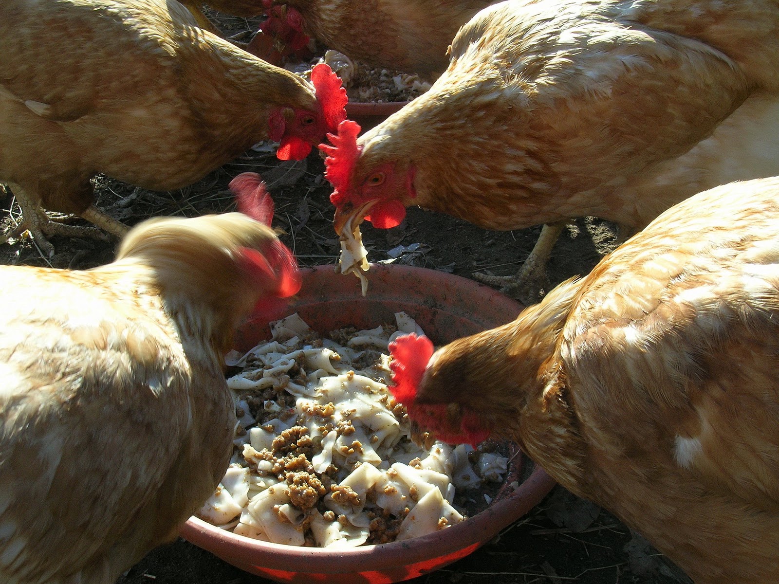 My Mountain Garden Gleanings A Hot Meal for My Chickens