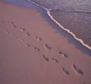 [Pegadas+na+areia.jpg]