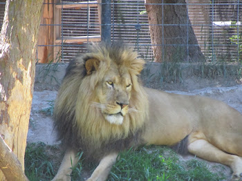 Scary Lion!