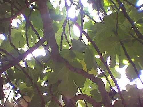 [fig+tree+and+sunshine.jpg]