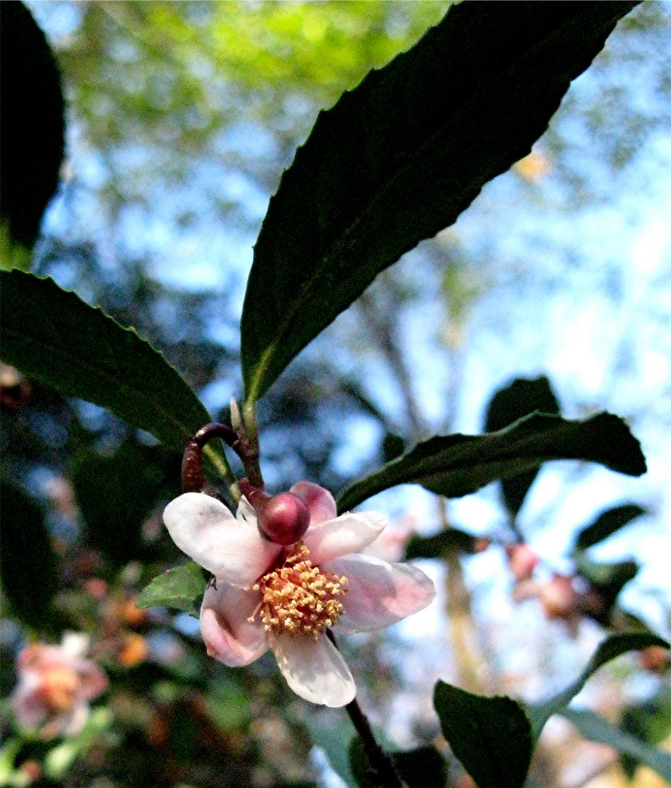 1003 Gardens: Camellia sinensis 'Benibana-cha' flowering ...