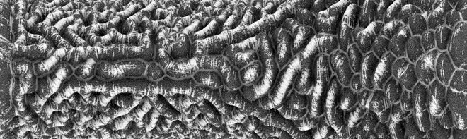 MATERIALECOLOGY:             Neri Oxman