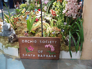 santa orchid huell 65th road barbara howser international orchids cattleya pink beautiful