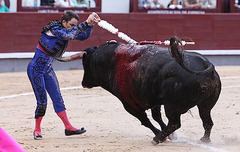 ... el Toro de la Jota: Casta torera aragonesa