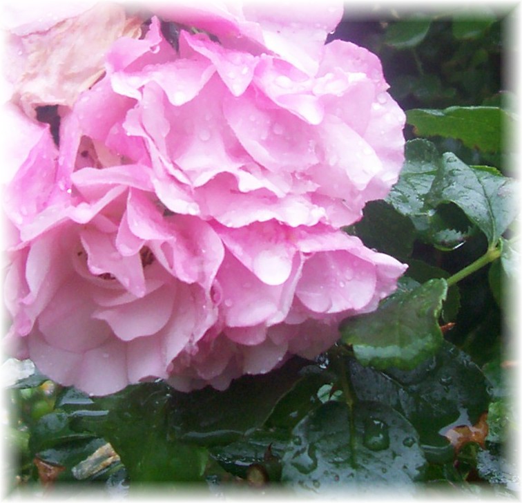 [raindrops+on+roses2.jpg]