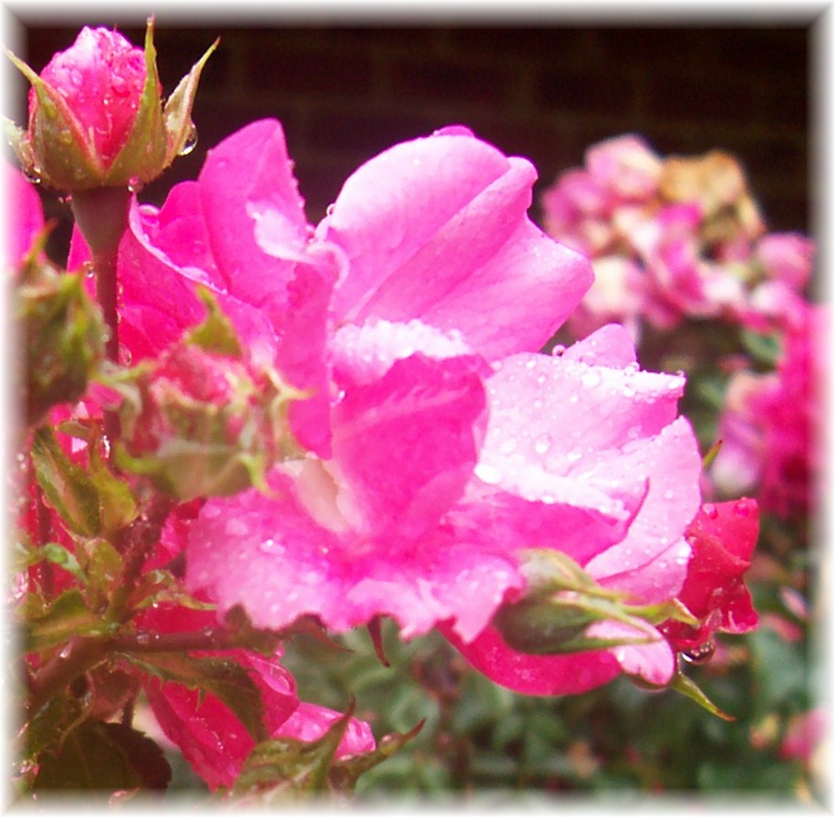 [raindrops+on+roses3.jpg]