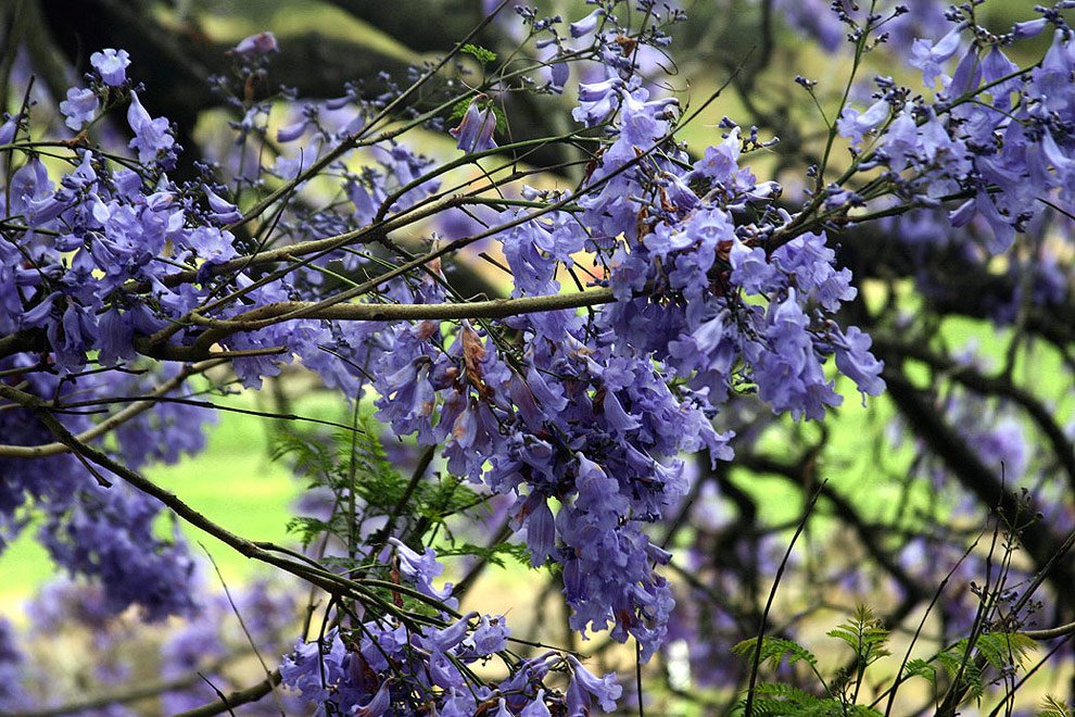 [jacarandá.bmp]