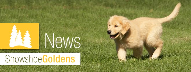 Snowshoe Goldens News