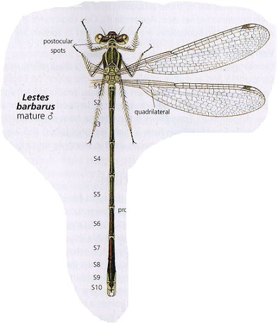 [Morfologia_Libelinha_Adulto.bmp]