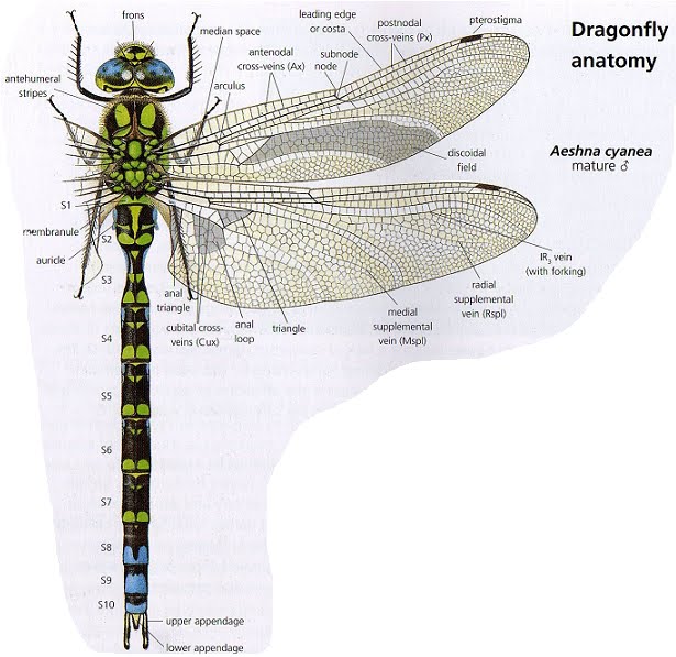 [Morfologia_Libélula_Adulto.bmp]