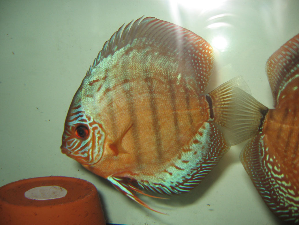 Discus Discus à vendre!