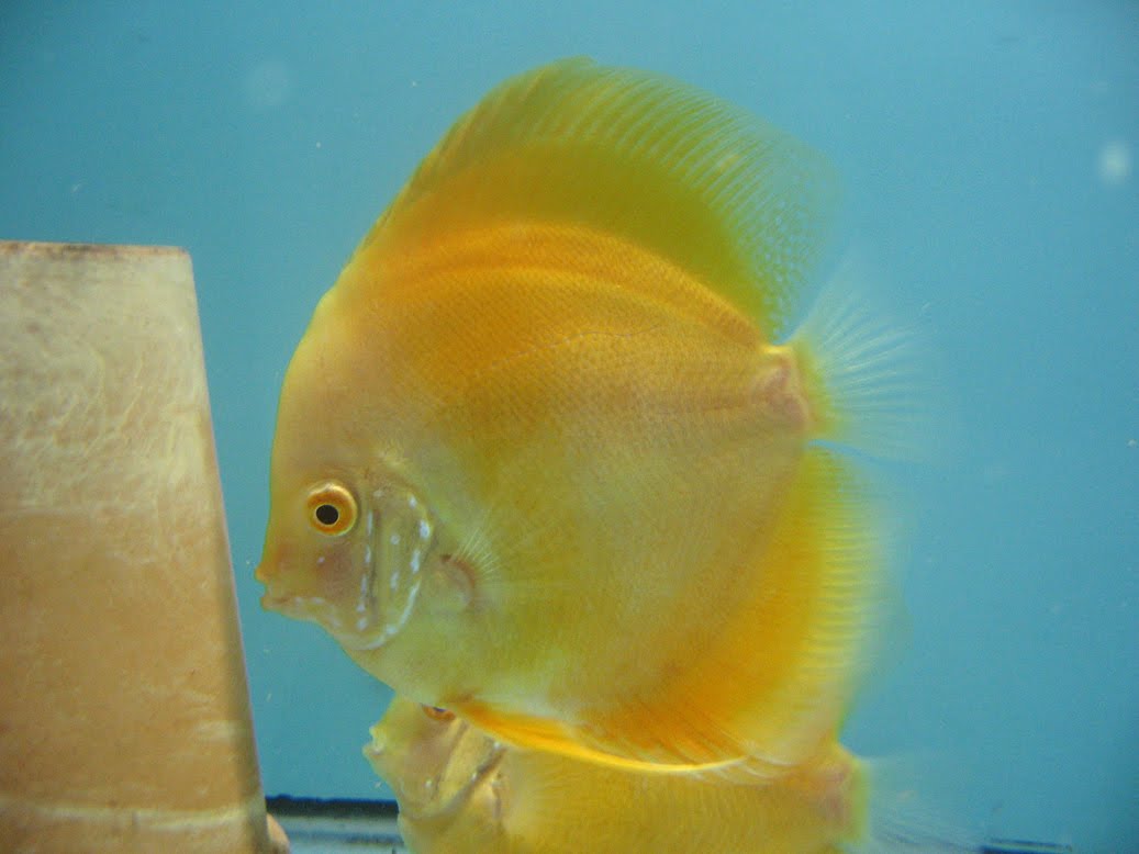 Discus Discus à vendre!