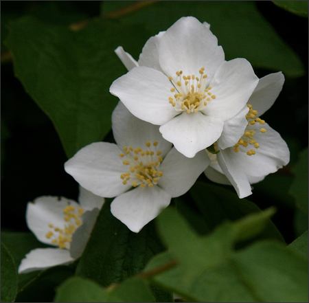 All About Flowers: White Flower Photos