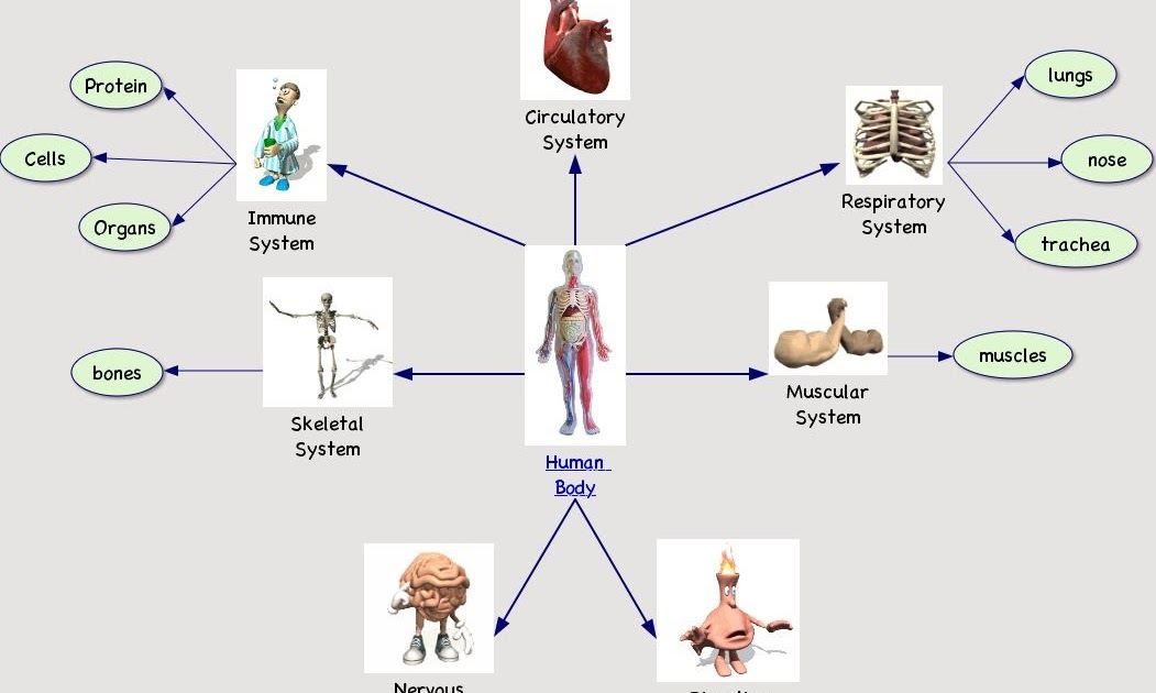 Different Body Parts And Different Diseases Of Human Body : Pin on Free