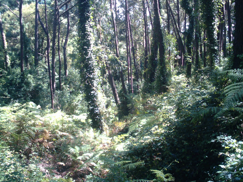 playas y paseos por la costa SENDERO DE LA RÍA DE MOGRO