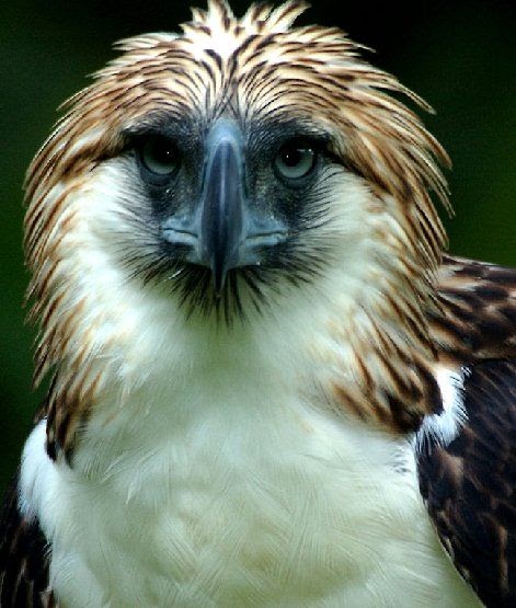 Philippine Eagle (Monkey-eating Eagle) - Video | Curious, Funny Photos ...