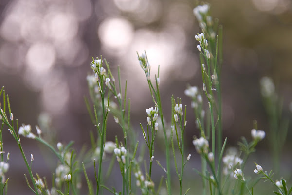 Flowering Grass