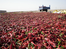 Masses of red chilli peppers are dumped in the sun