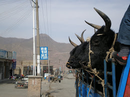 Passed by a load of Yak/cows