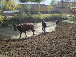 Ploughing and sowing