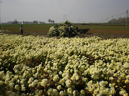 Fields of Chrysanthemums
