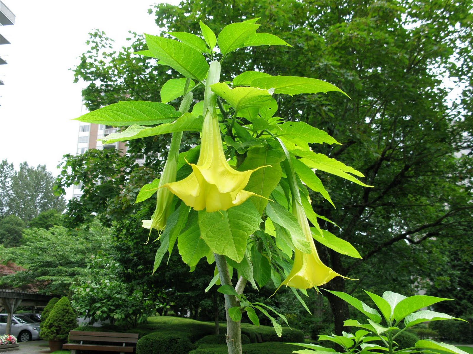 RAY'S BLOGGING AGAIN ! More Gabriel's Trumpet