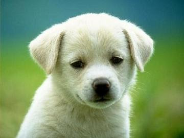 Cute Puppies Pictures Dogs Myspace