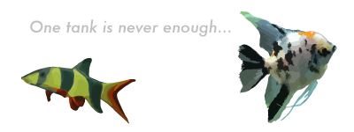 An Aquatic Obsession