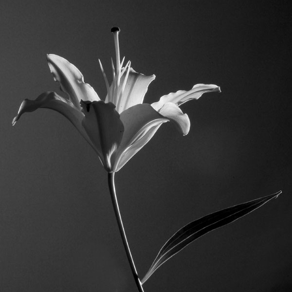 [Lilly+backlight+flash.jpg]