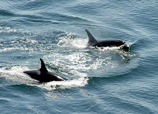Orcas swimming off the shore of San Juan Island