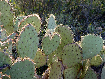 prickly pear cactus, Hwy 87, Phoenix AZ, photo by Robin Atkins