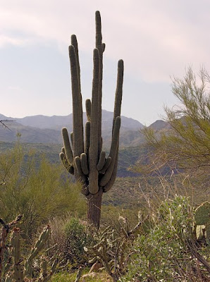 saguaro cactus, Hwy 87, Phoenix AZ, photo by Robin Atkins