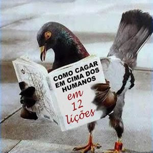 Pombo Português