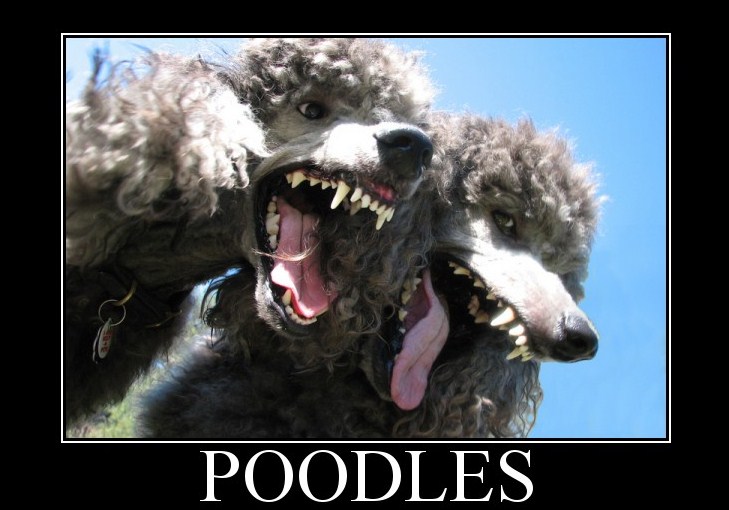 poodles.jpg