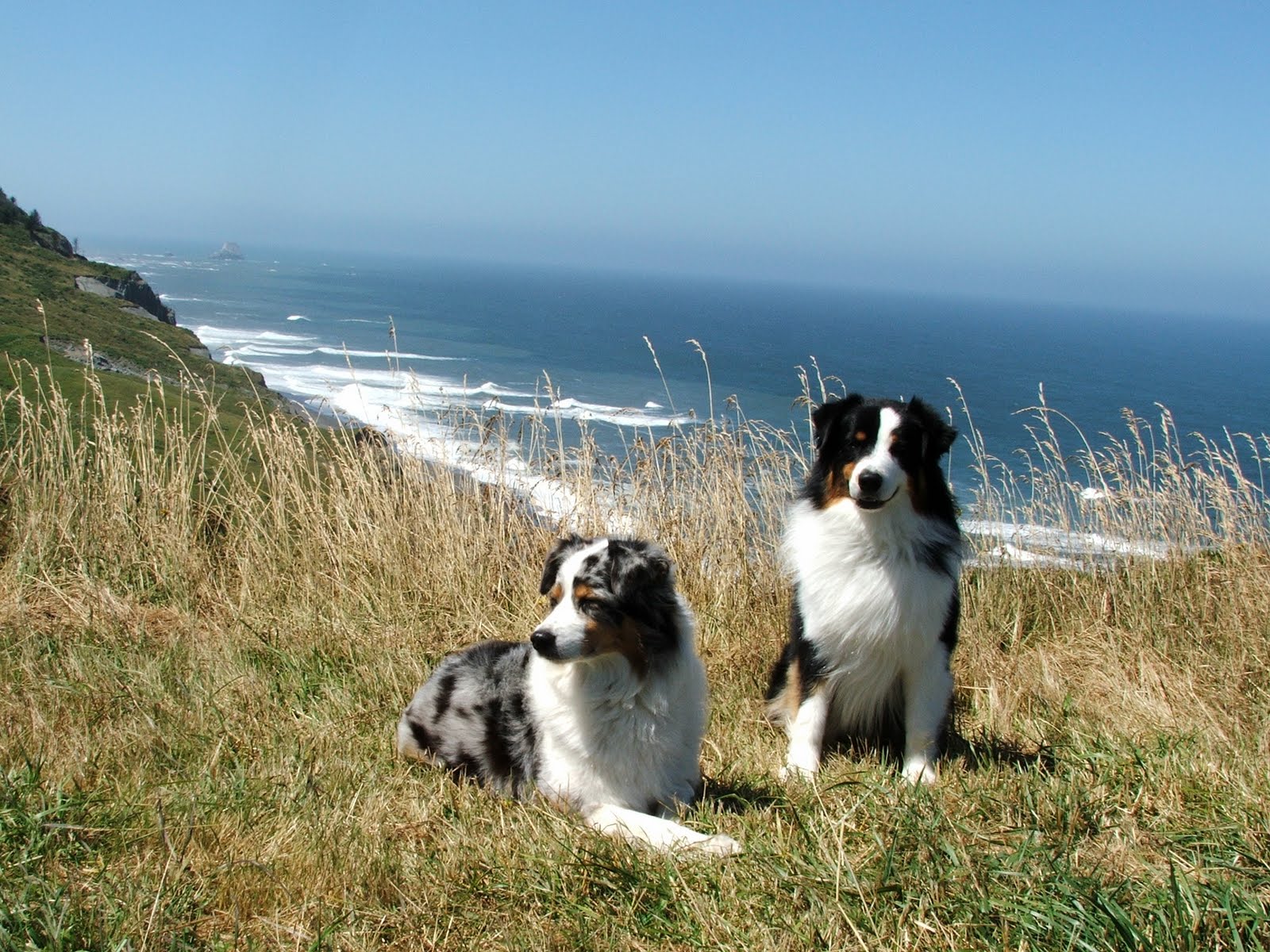Ebbtide Australian Shepherds Lost Coast Kennel Club Show, Ferndale, CA